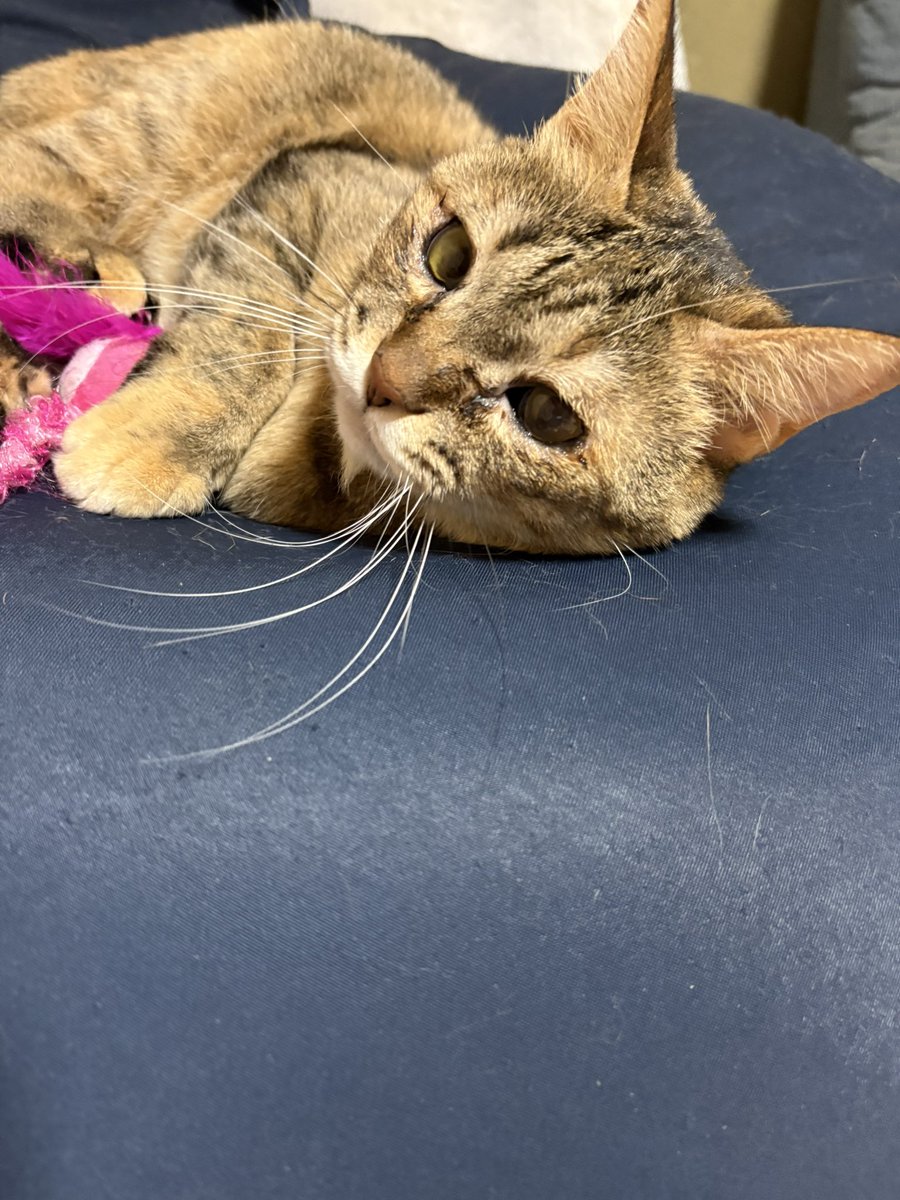 Mirai（入院中） tweet media