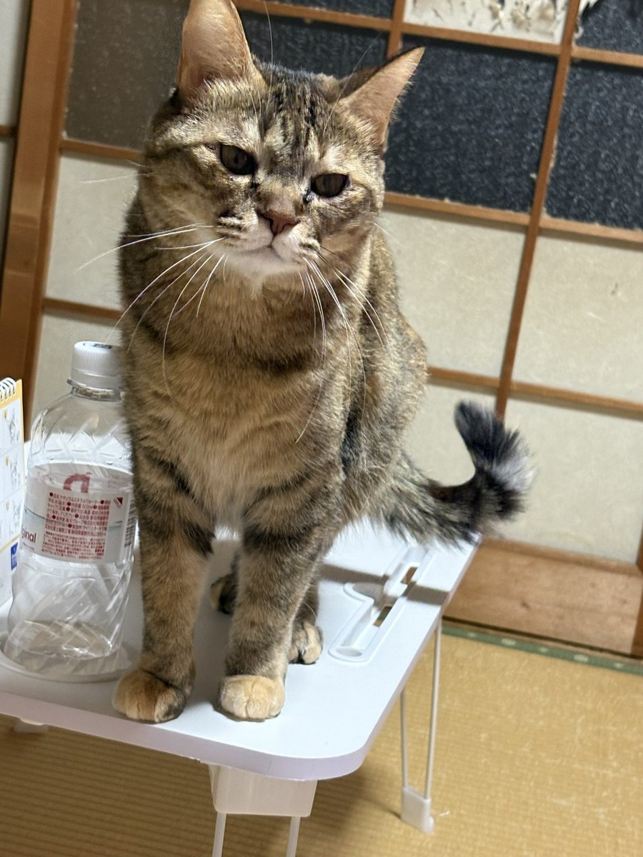 Mirai（入院中） tweet media