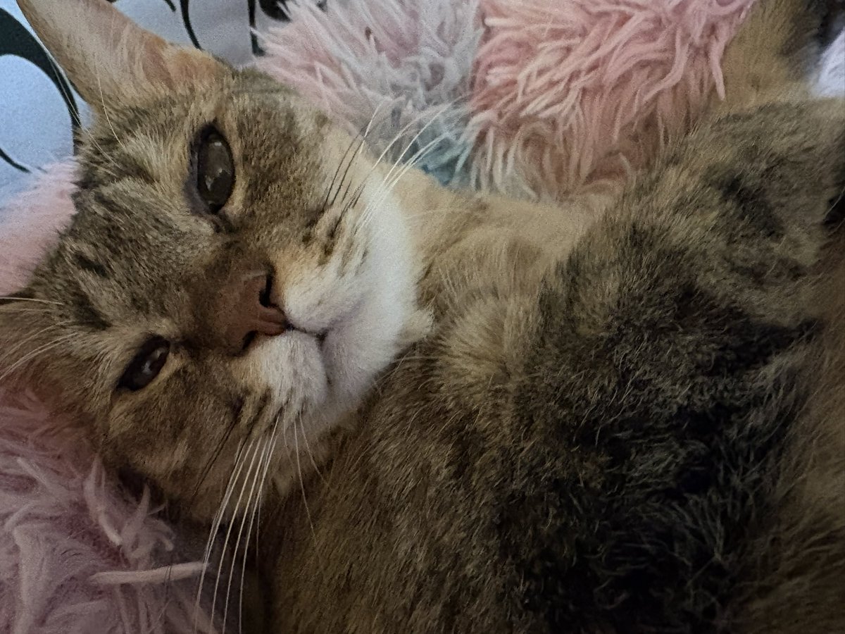 Mirai（入院中） tweet media