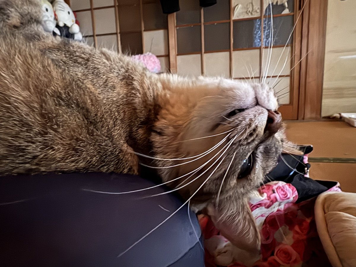 Mirai（入院中） tweet media