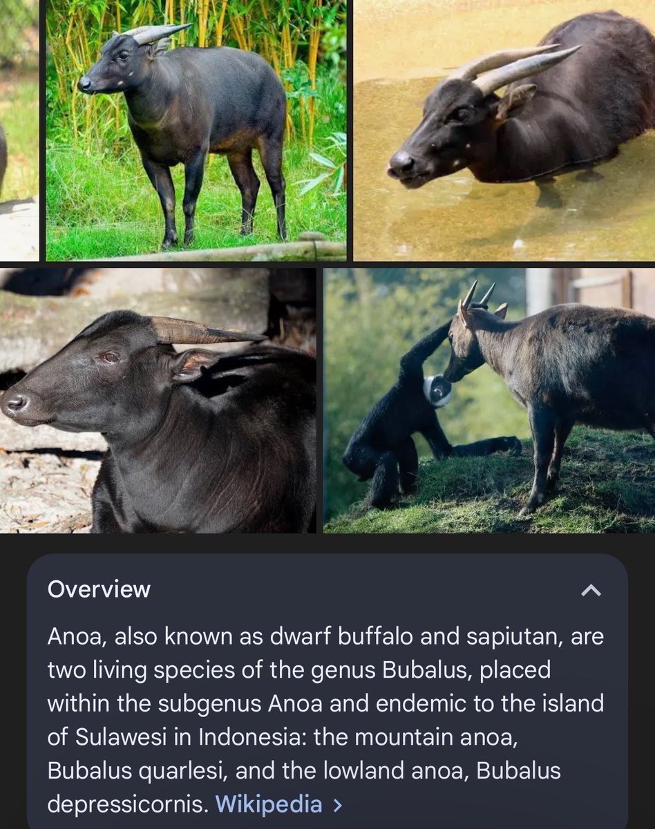 soulsilverart's tweet photo. What are the chances that the Pokémon Champions Rancher’s tattoo is a new Winds and Waves Water Buffalo Pokémon? 

Maybe an Anoe from Indonesia? https://t.co/elTLuG1Ayh