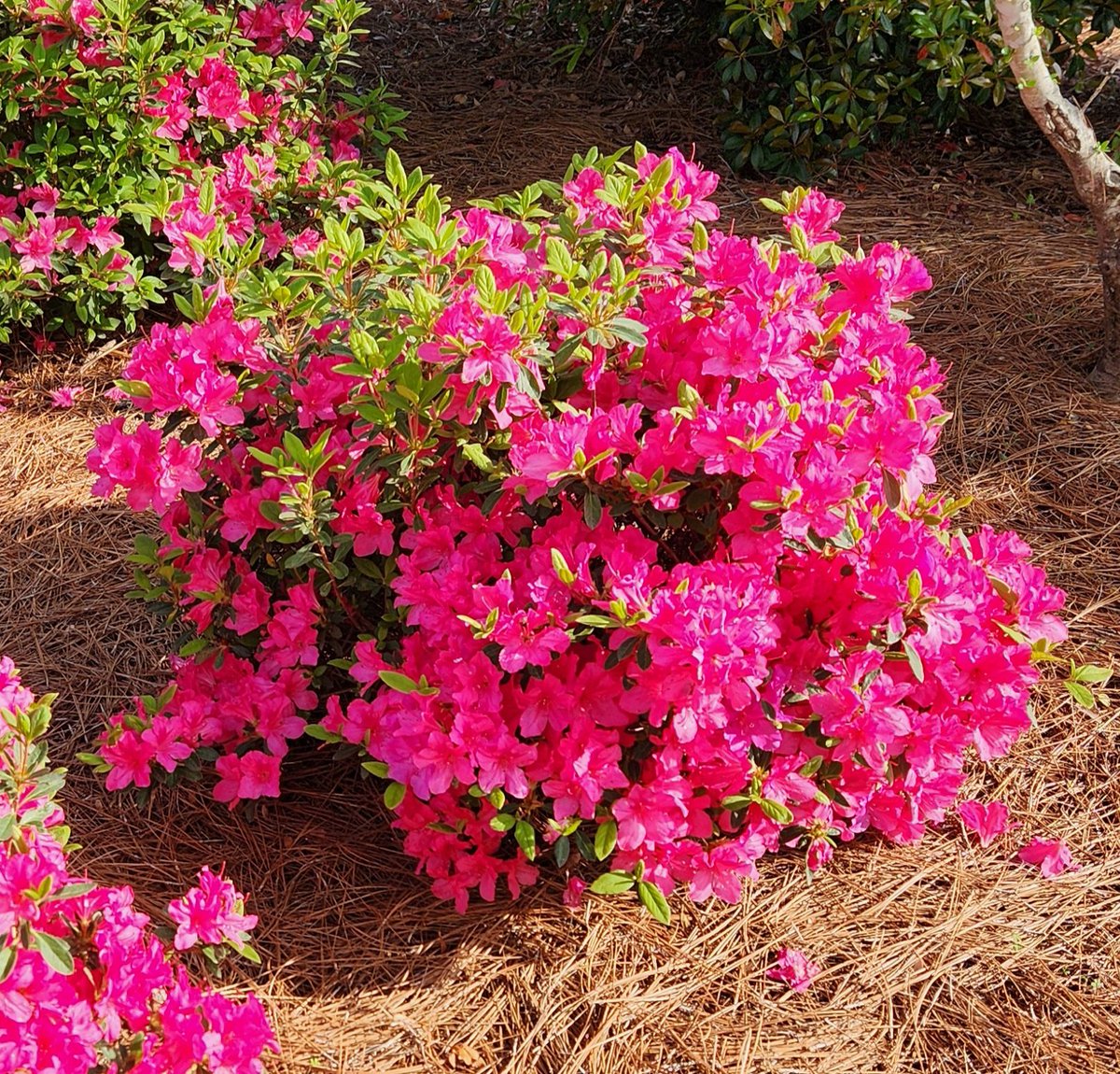 dottylonglegs's tweet photo. I am here. #themasters https://t.co/Pq32Ag1iXG