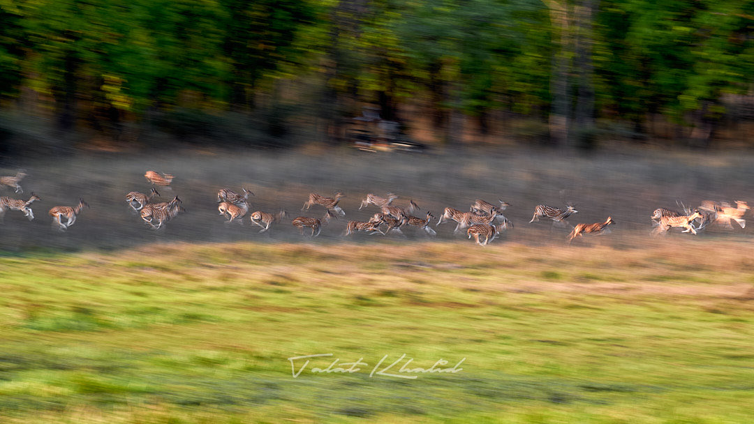 wildlifephototours tweet media