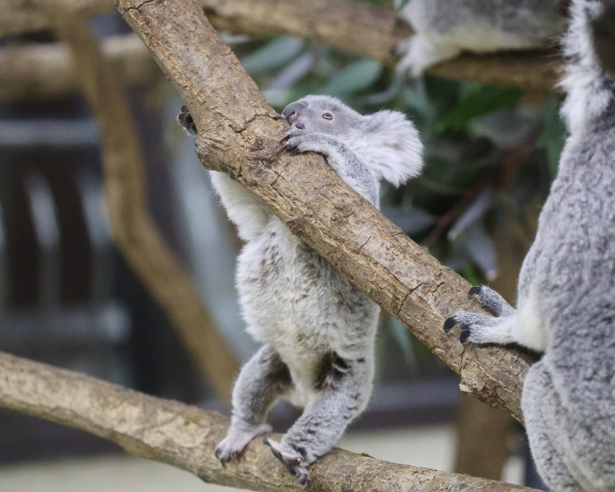 やまこじ tweet media