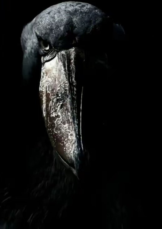 Añadir_Fan tweet media