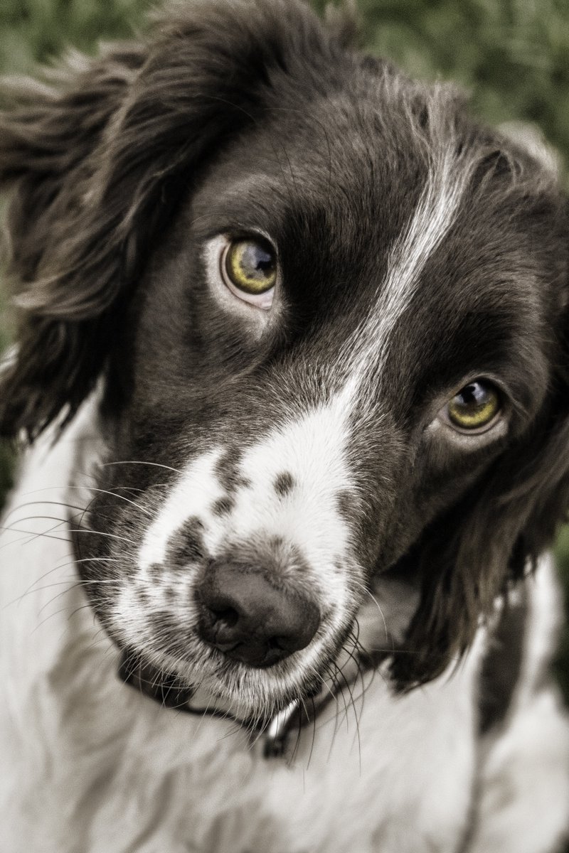 Captivating Canines tweet media
