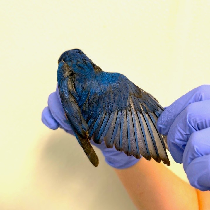 This male eastern bluebird recently came into our care after becoming stuck in a glue trap. Our wildlife team safely removed the adhesive, treated his injuries, and helped him get back on track. He is showing great progress and regaining his strength to return to the wild. 💙