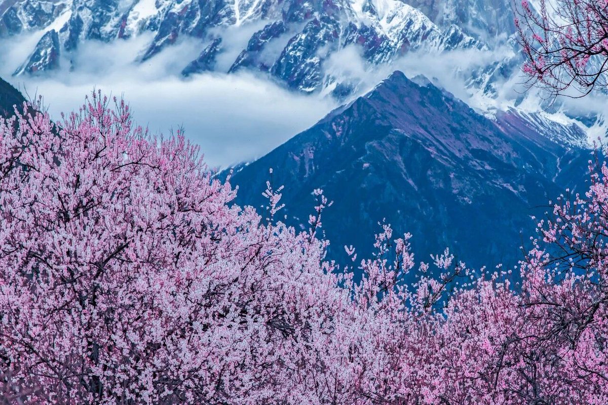 在西藏 tweet media