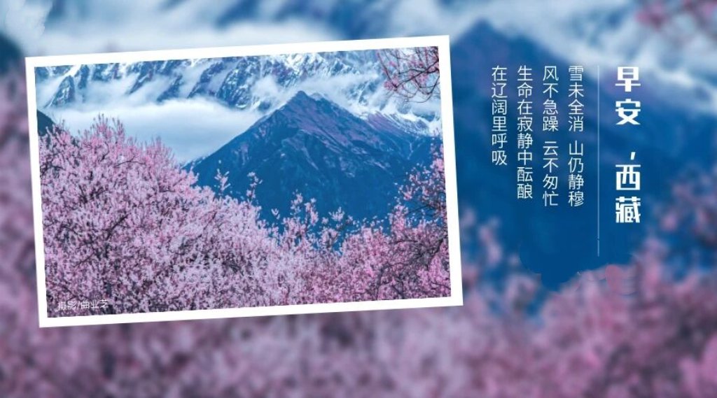 在西藏 tweet media