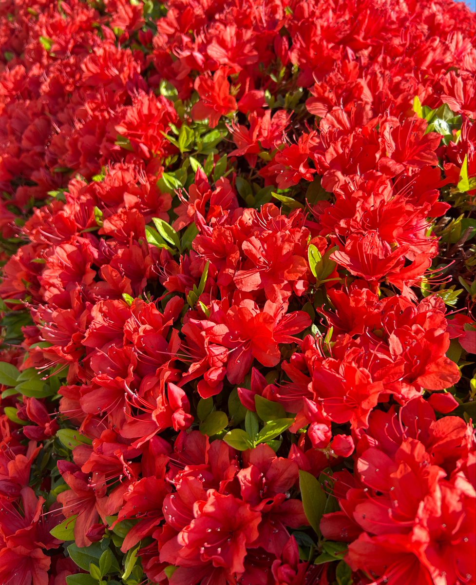 柚木あおい🦋💎 tweet media