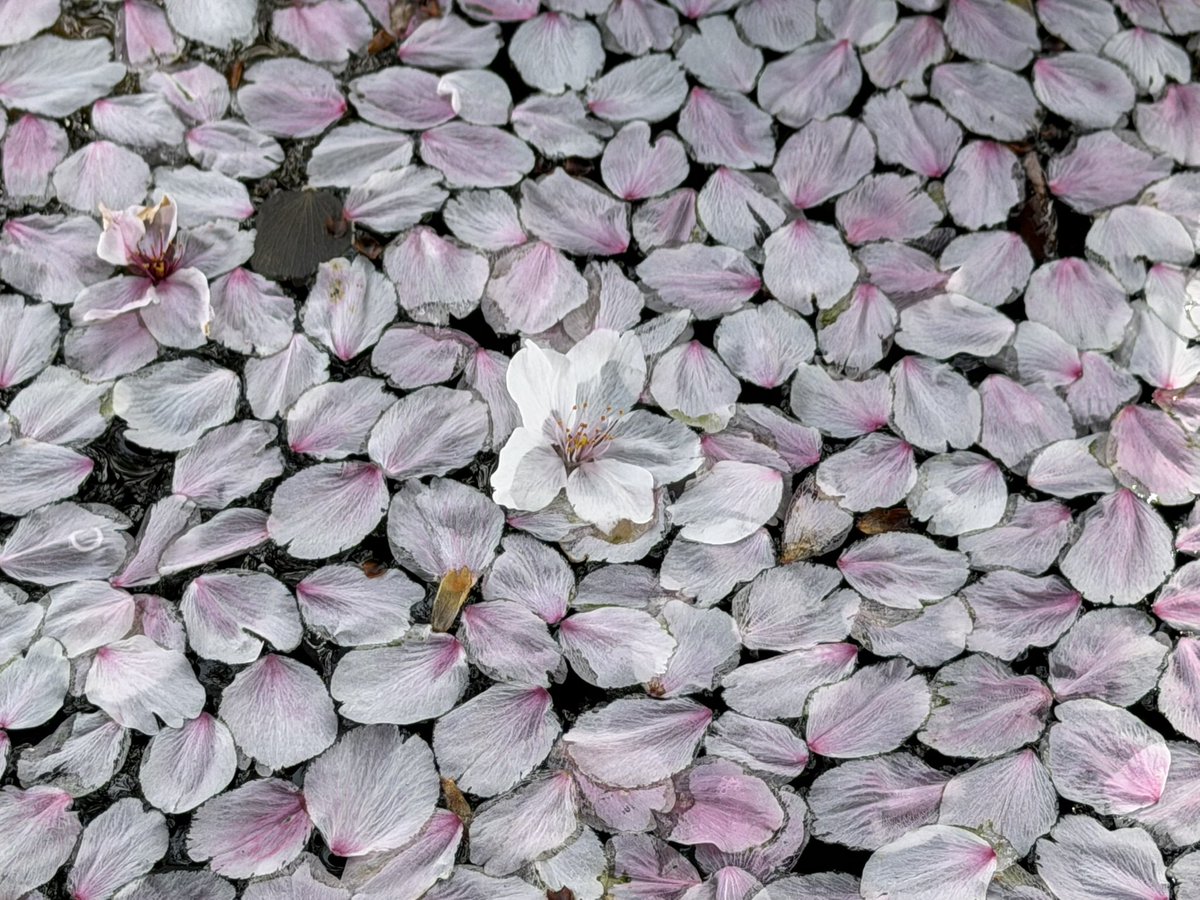 桂吉坊 tweet media