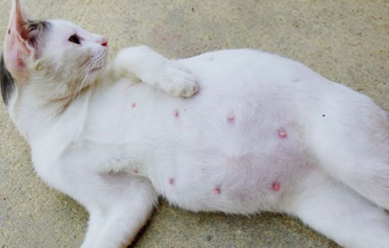 Amminor ♻ tweet media