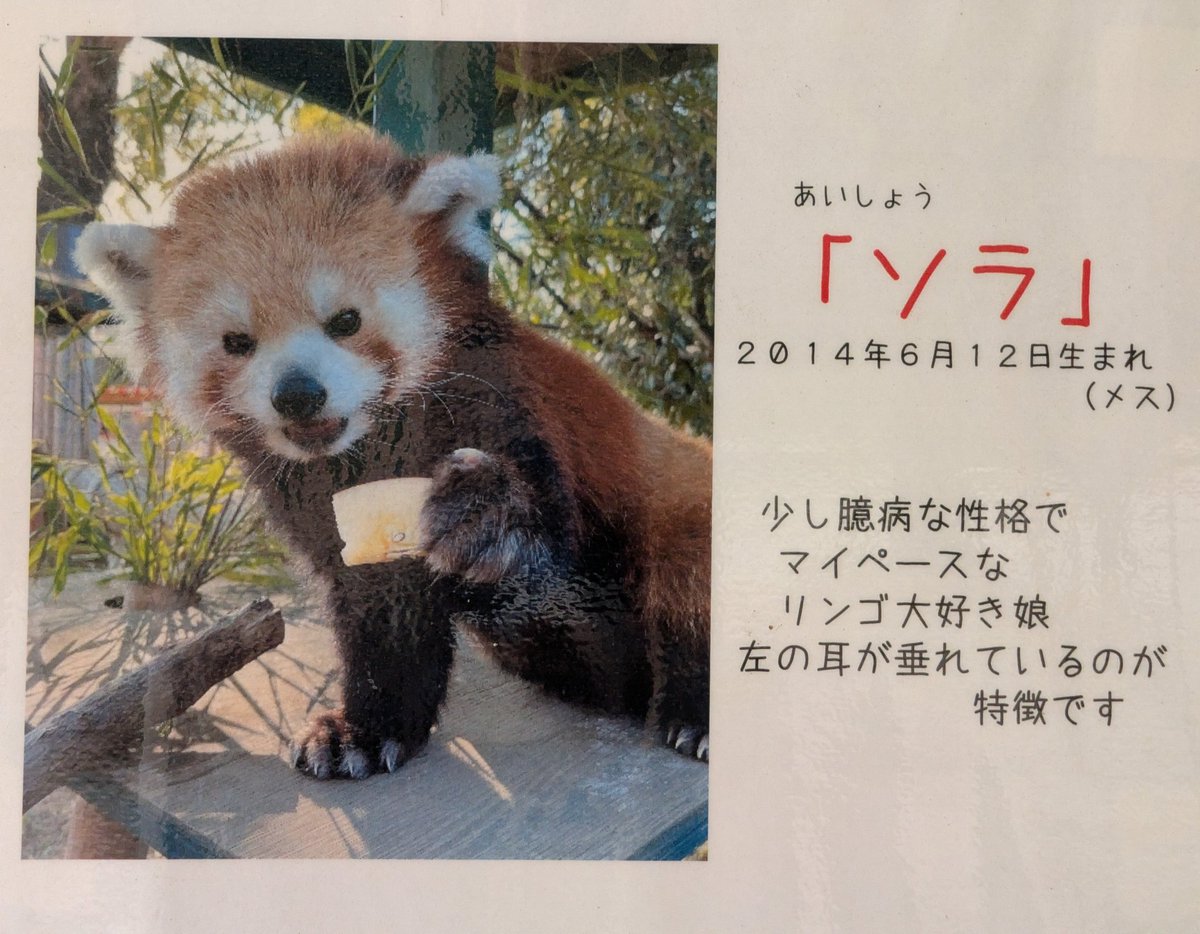 pan45056439's tweet photo. 羽村動物園のソラちゃんの写真見てから何て可愛い子となり去年やっと会えた!
外には出てなかったけど可愛いかった🥰 https://t.co/Izl2DtspWR