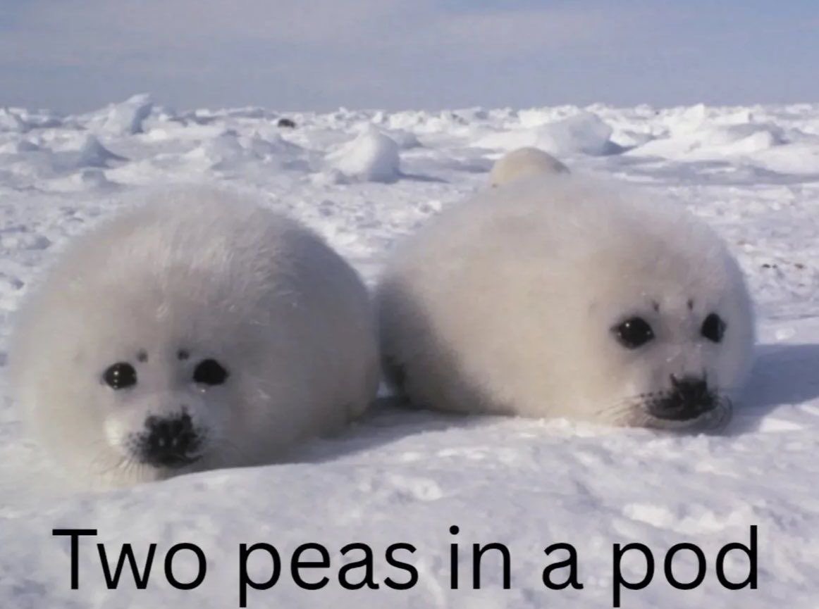 den 🫐 tweet media