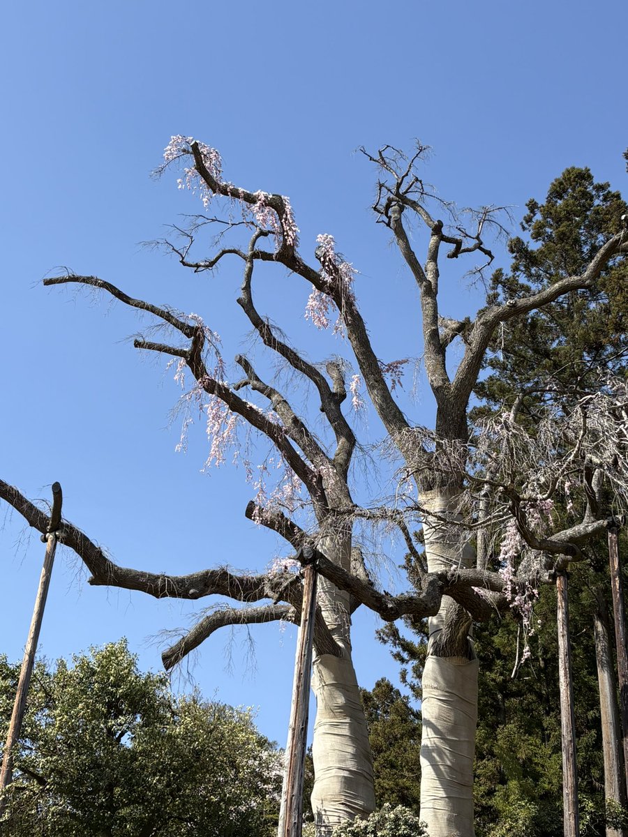 合戦場のしだれ桜 tweet media