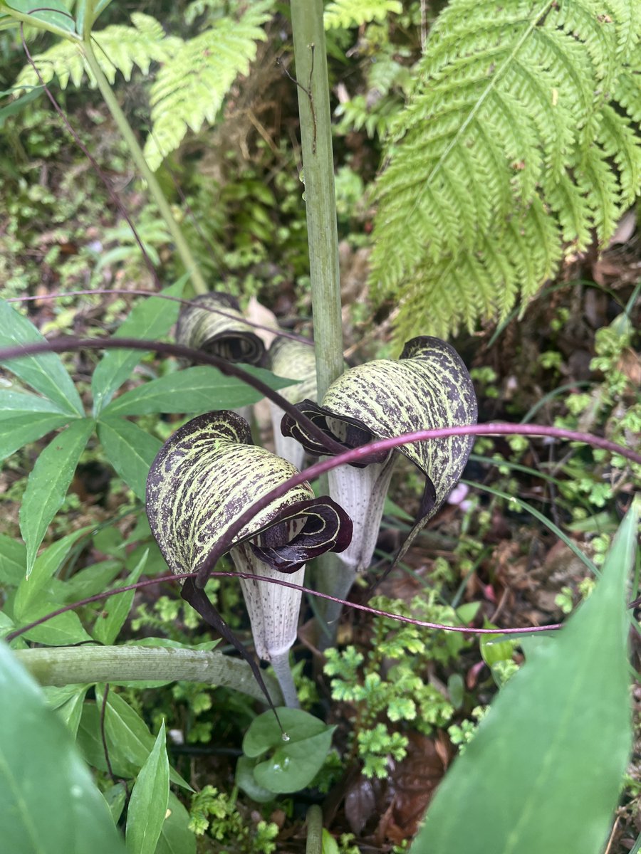 《北鎌倉ギャラリー月》
【人形展ー春の宴ー】はステキな作品が沢山並んでいます。後半になりました。
会期は4/12(日)まで
お庭は射干がキレイです！
蔓桔梗や浦島草、バイモも咲いています。

#人形展　#春の宴　#シャガ　#浦島草　#バイモ　#北鎌倉ギャラリー月