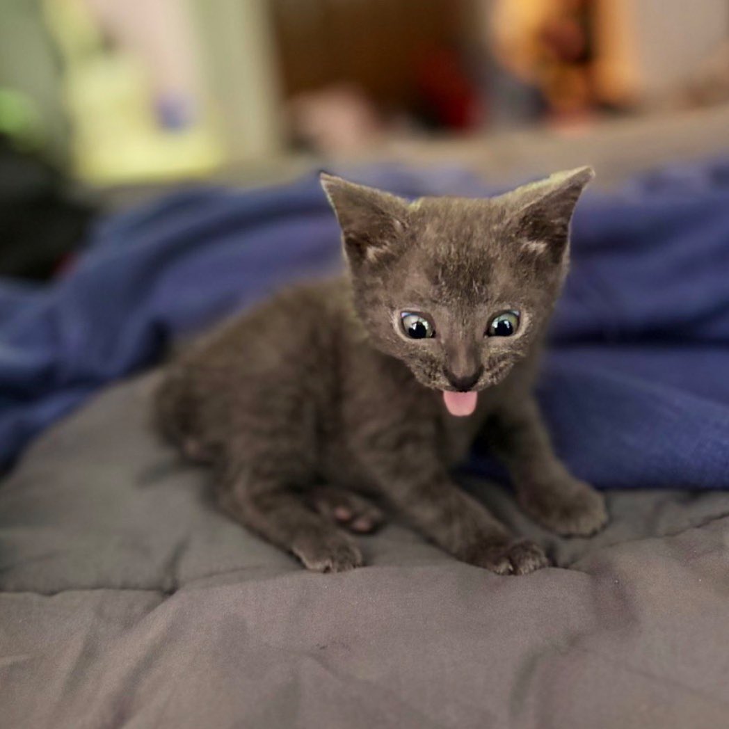 dr. alicia andrzejewski (she/her) tweet media