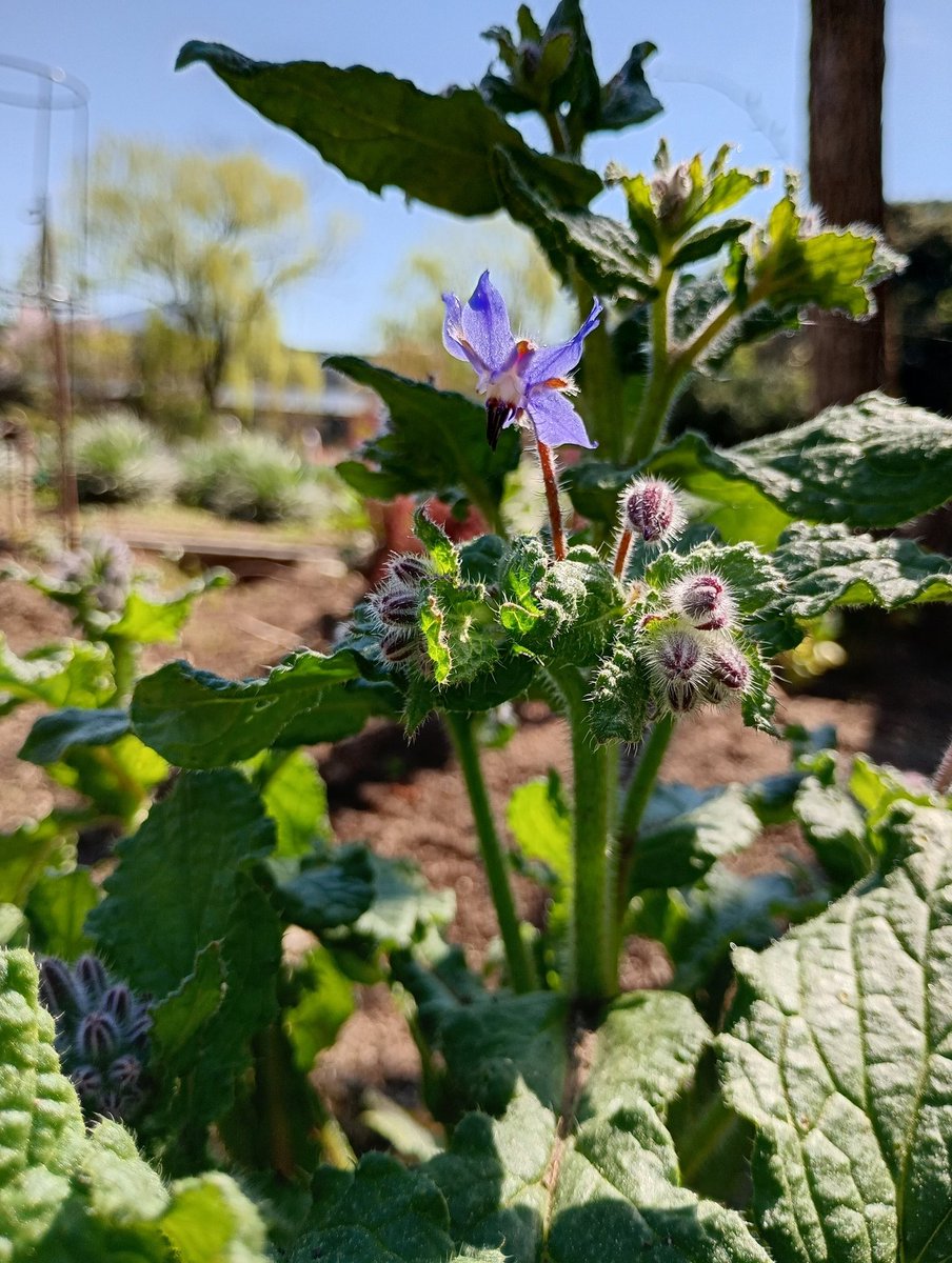 よもぎ tweet media