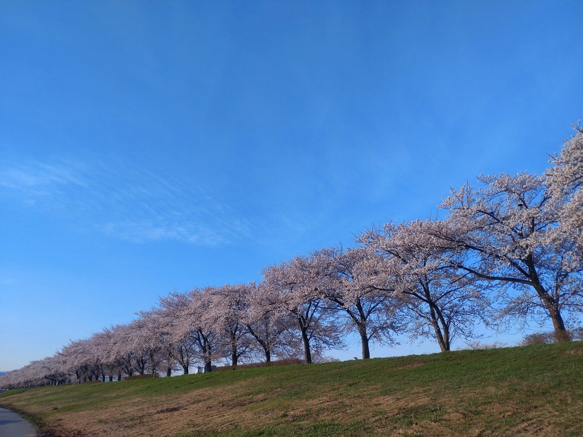 YayoHon's tweet photo. おはよう鳥海山🏔️
おはよう🌸
おはよう月山🏔️ https://t.co/GgIKd7wcJZ