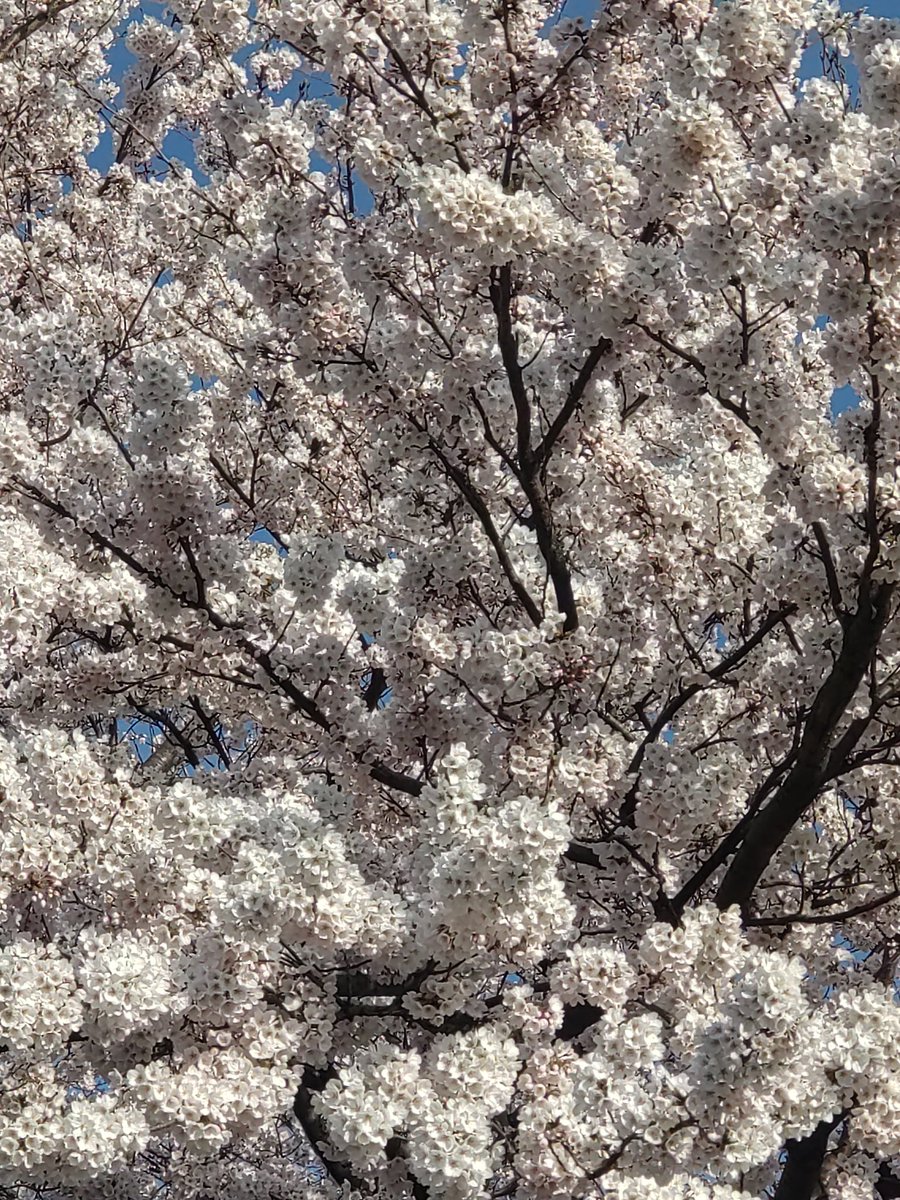 YayoHon's tweet photo. おはよう鳥海山🏔️
おはよう🌸
おはよう月山🏔️ https://t.co/GgIKd7wcJZ