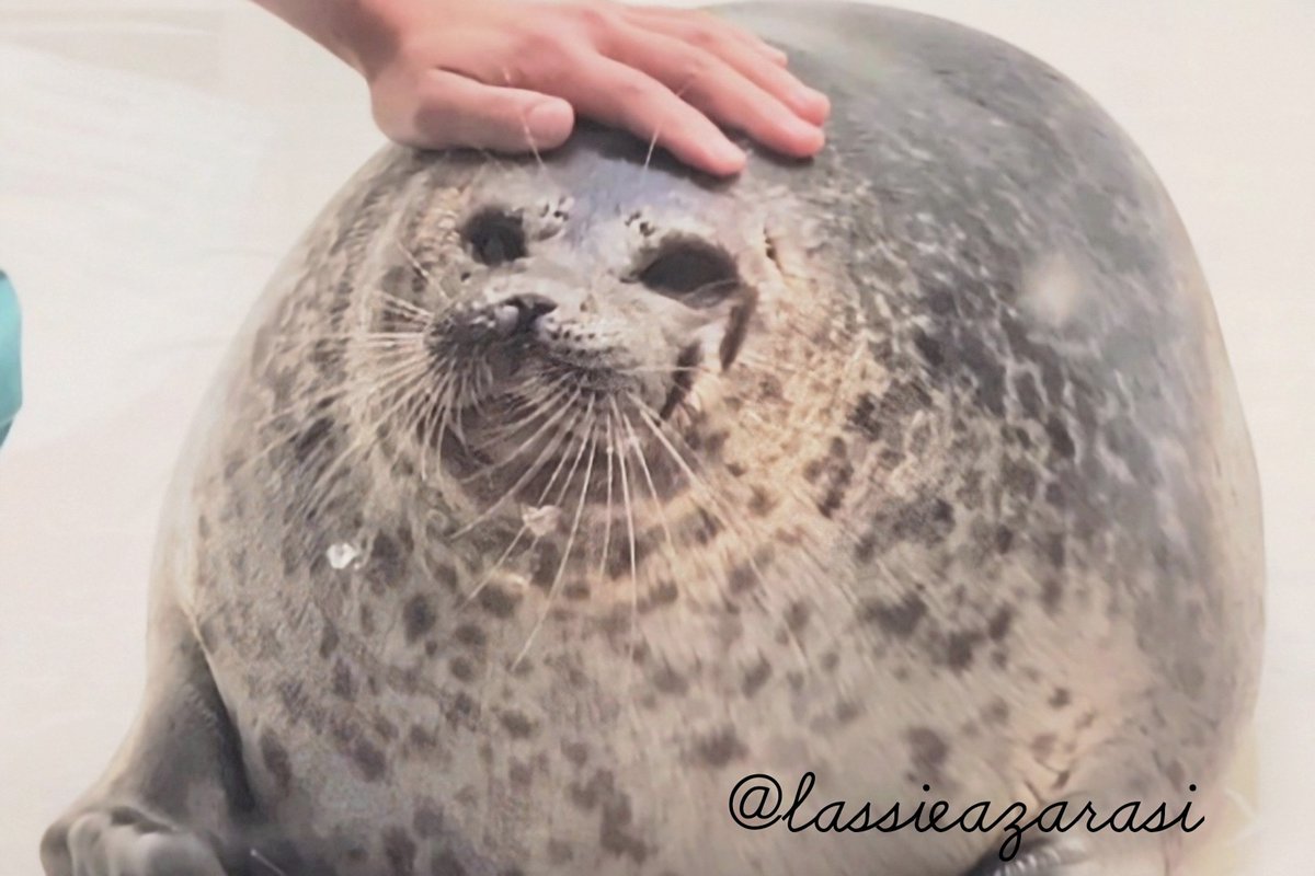 ラッシー lassie🦭 tweet media