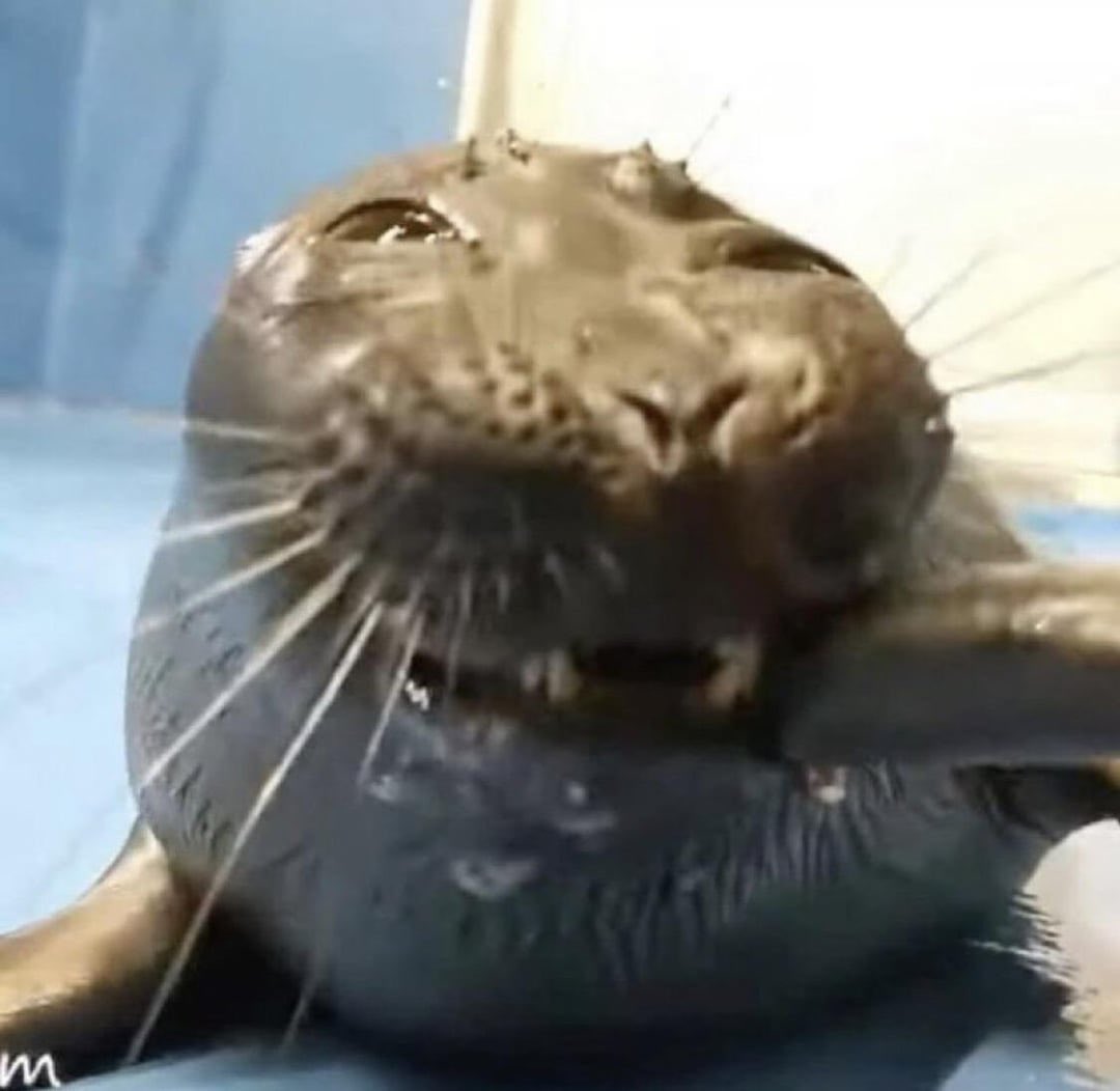 fin 🦭 tweet media