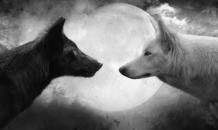 terreno6996 tweet media