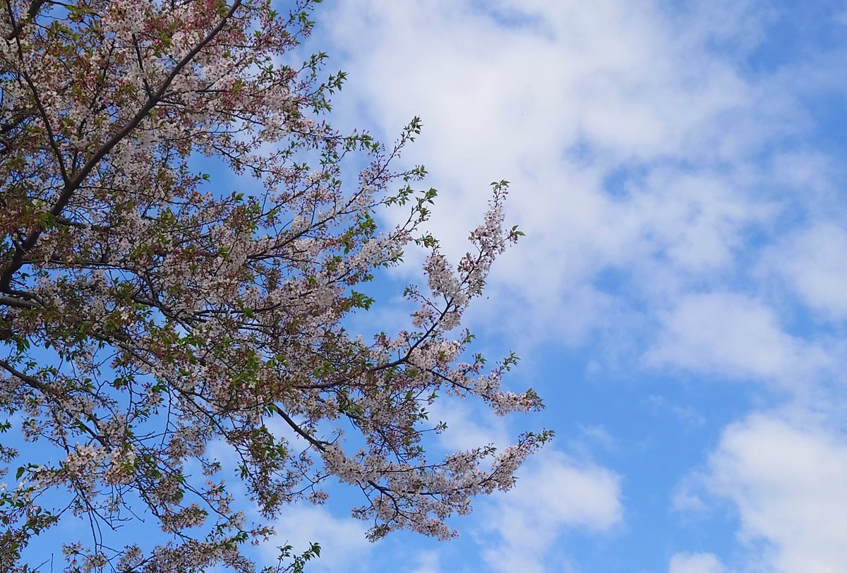 ひとなみ tweet media