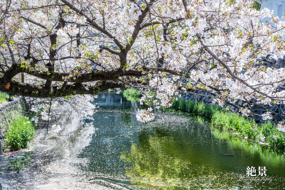 goro_man's tweet photo. 九州大分も桜ピークをすぎました。美しい日本大事にしたいですね。 https://t.co/p1Lhicc3lP