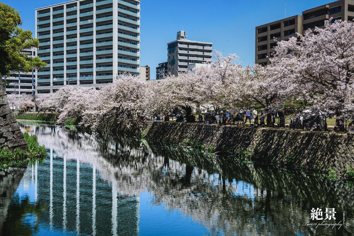 goro_man's tweet photo. 九州大分も桜ピークをすぎました。美しい日本大事にしたいですね。 https://t.co/p1Lhicc3lP