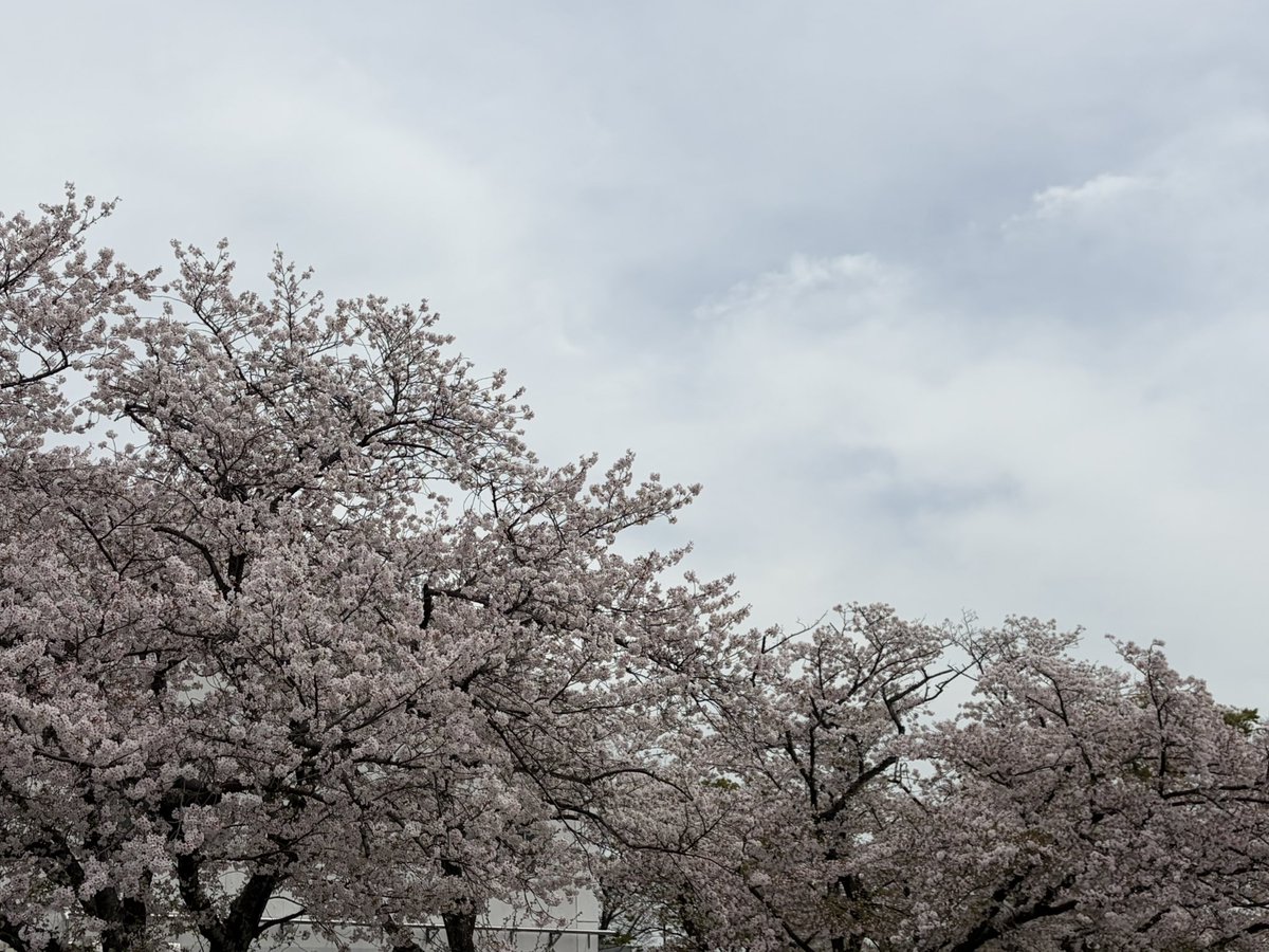 つぐみ tweet media