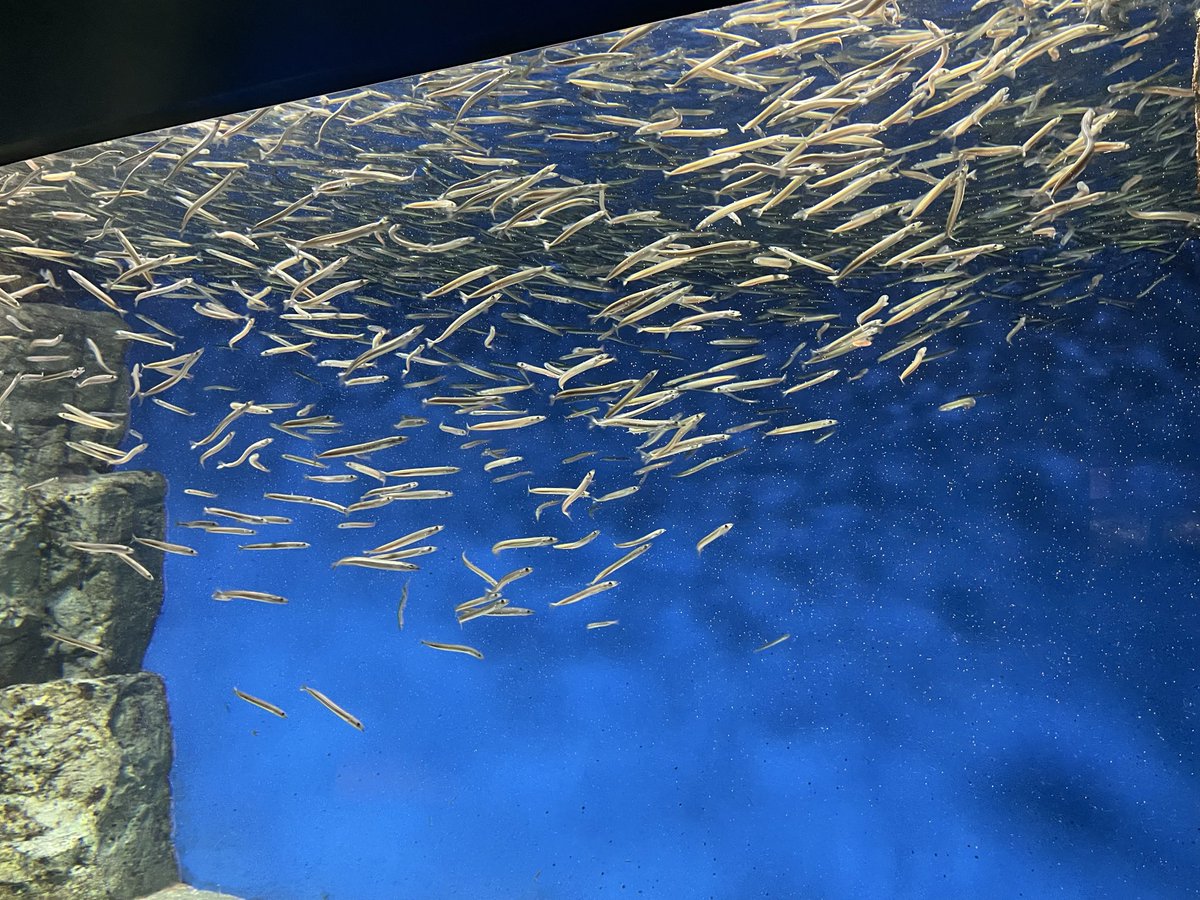 darumashark's tweet photo. 2026.4.3
須磨シーワールドさん

淡水魚水槽の雰囲気がかなり好きでした。

写真撮り忘れたけど夕方くらいから照明が暗くなるっぽい？です。 https://t.co/gMZn5wlDMm