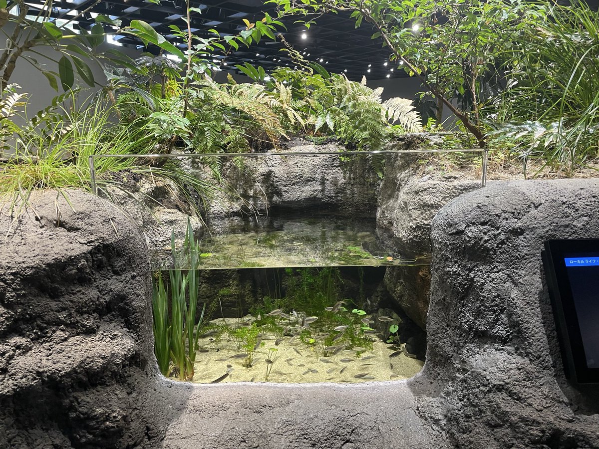 darumashark's tweet photo. 2026.4.3
須磨シーワールドさん

淡水魚水槽の雰囲気がかなり好きでした。

写真撮り忘れたけど夕方くらいから照明が暗くなるっぽい？です。 https://t.co/gMZn5wlDMm