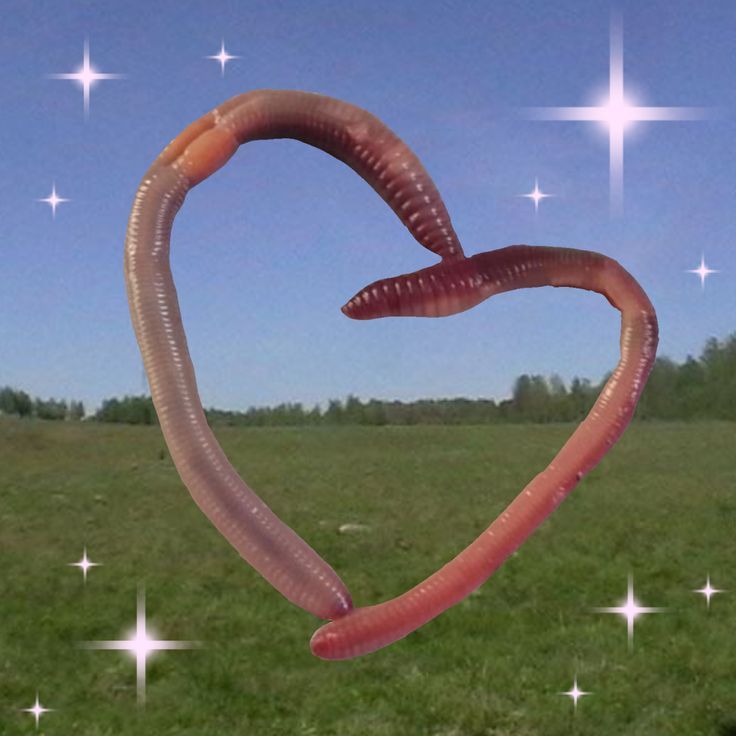 Parasite_pup tweet media