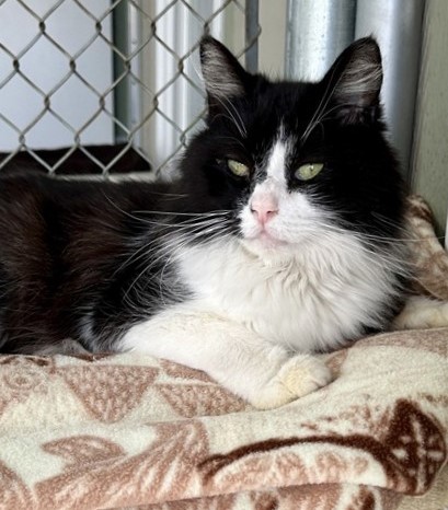 sachikoko's tweet image. 👉🏽SENIOR ALERT🙏🏽PLEASE SHARE
💘Handsome, Sweet 9YO #Senior Black &amp;amp; White Kitty "SQUEEZY"💘
🔊Needs A New,  Loving🏡#FureverHome🏡
➡4 INFO sbacc.org/advert/squeezy/
🙏🏽#Adopt #AdoptDontShop #AdoptASeniorCat
#SealBeach, #CA #OrangeCounty #SoCal
@SealBeachAnimal #CatsOfX #Cats