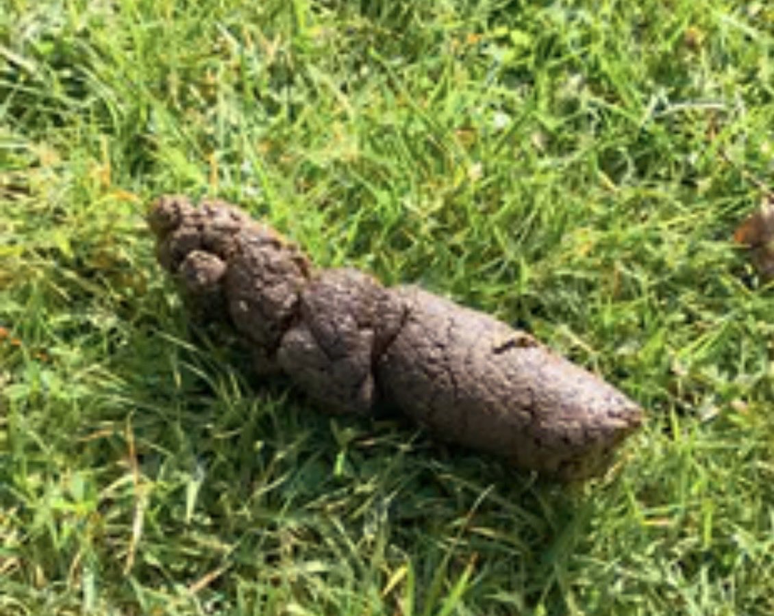 TOCA BOSS tweet media