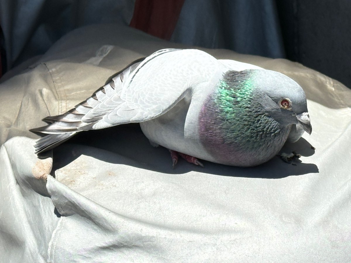 K- です!動物大好きな皆んな仲良くしてね🌈🐶🐹🐰🐵🐦🐤🐔🐠🦜🐿️🦔🦉🪿 tweet media