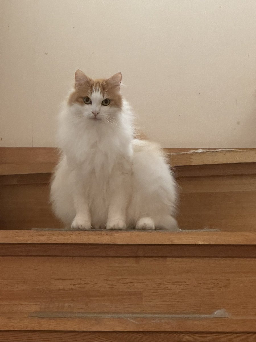 バーダーバーナビー卿 tweet media