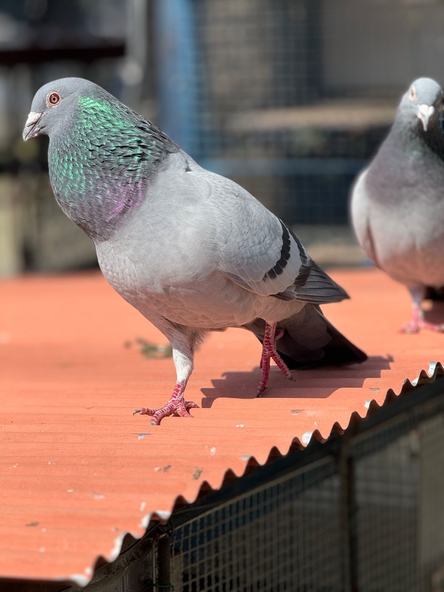 K- です!動物大好きな皆んな仲良くしてね🌈🐶🐹🐰🐵🐦🐤🐔🐠🦜🐿️🦔🦉🪿 tweet media