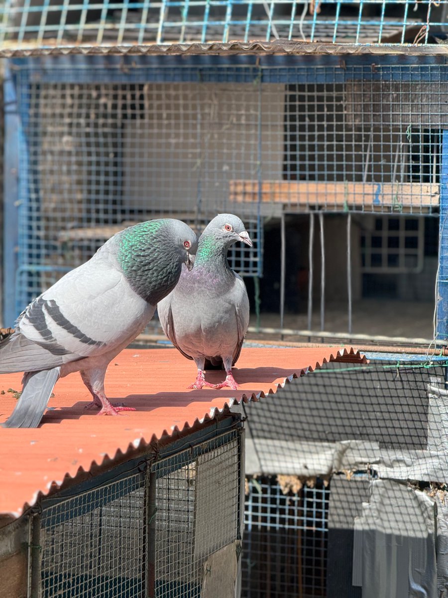 K- です!動物大好きな皆んな仲良くしてね🌈🐶🐹🐰🐵🐦🐤🐔🐠🦜🐿️🦔🦉🪿 tweet media