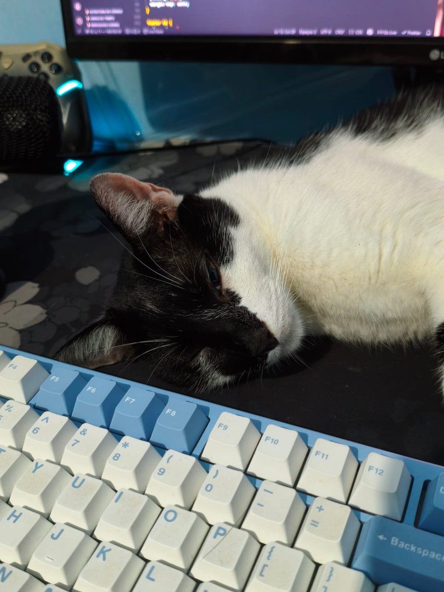 Meu gato em algum lugar aleatório tweet media