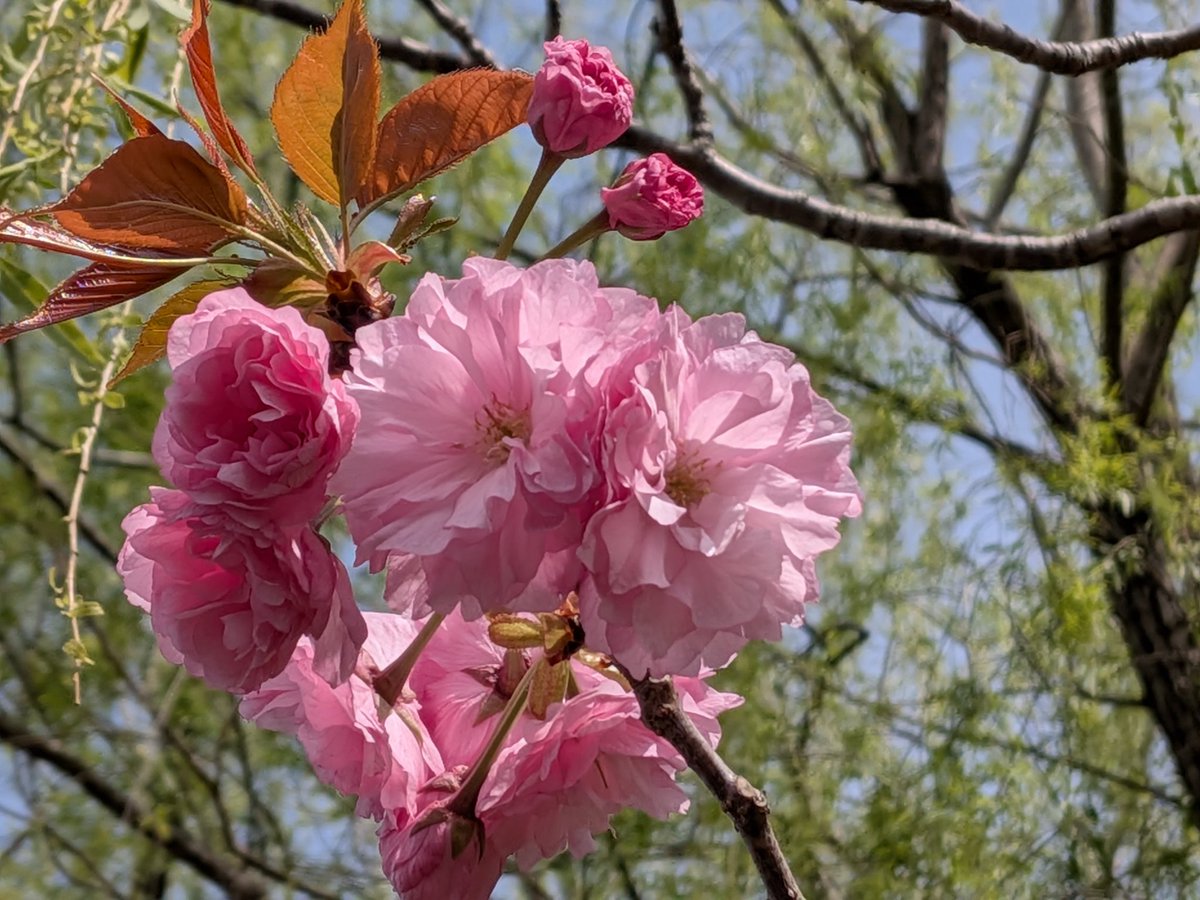 hokuseipark's tweet photo. 関山(カンザン)咲き始め
ピンクの花とブロンズの若葉のコントラストが綺麗です。 https://t.co/o0ovzasDDm