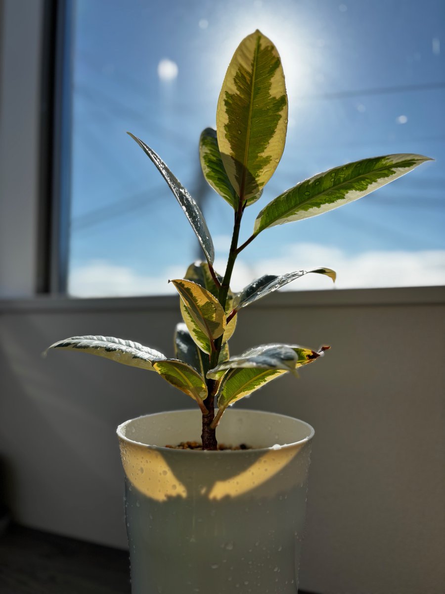 csb_Corp's tweet photo. オフィシャルブログ更新しました！

観葉植物と多肉植物
https://t.co/ueaOcgtFih https://t.co/pXyfkq6Kdz