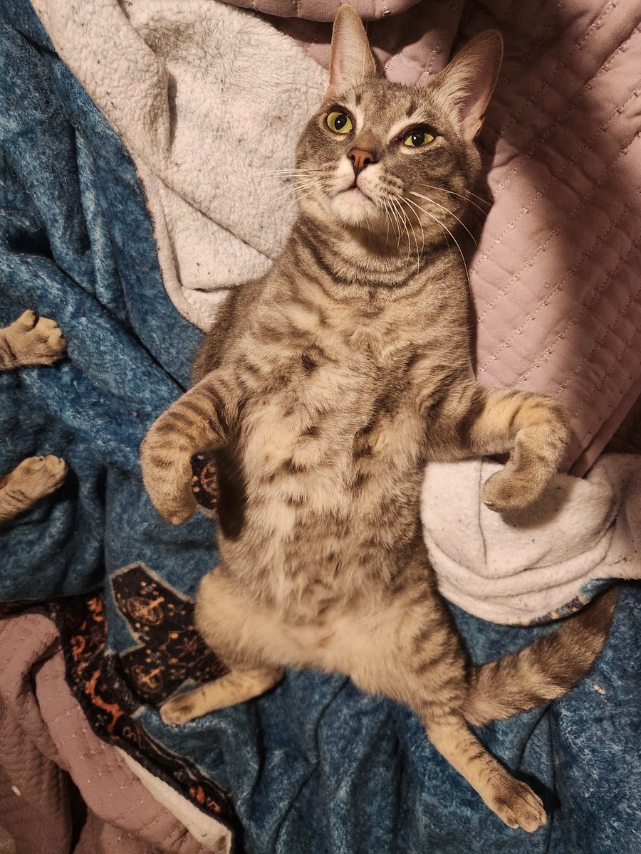 lentil & bowser 🩶 walter & bonkers 🌈 tweet media