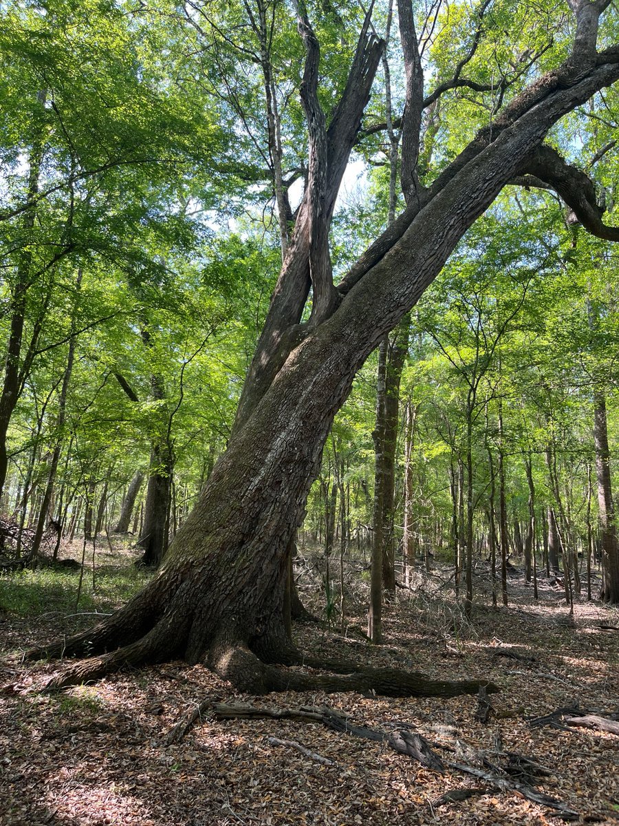 Dewey Miller tweet media