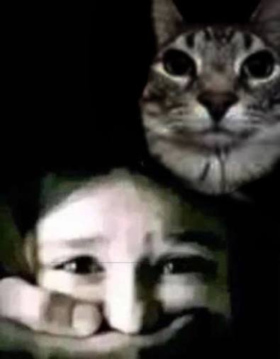 Genkins The Cat tweet media