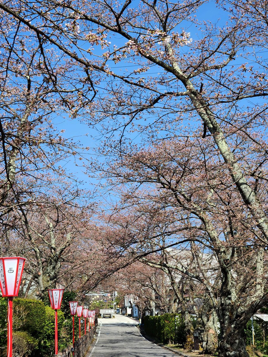 dakeonsen_s's tweet photo. 撮影日　2026年4月9日　午前9時
開花状況　つぼみ膨らむ

標本木のつぼみは、ピンク色🌸あと少しで咲きそうです。日当たりの良いところは、ちらほら🌸
今にも咲きだしそうです。まもなく開花でしょうか🌸 https://t.co/2KJ4YWJlZz