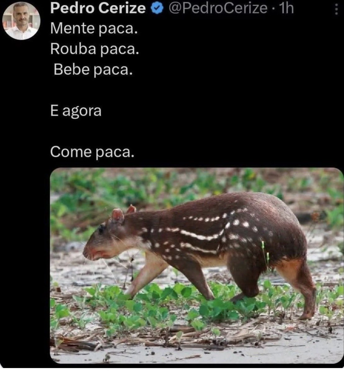 Errado! Anta não cozinha, gegue come capim