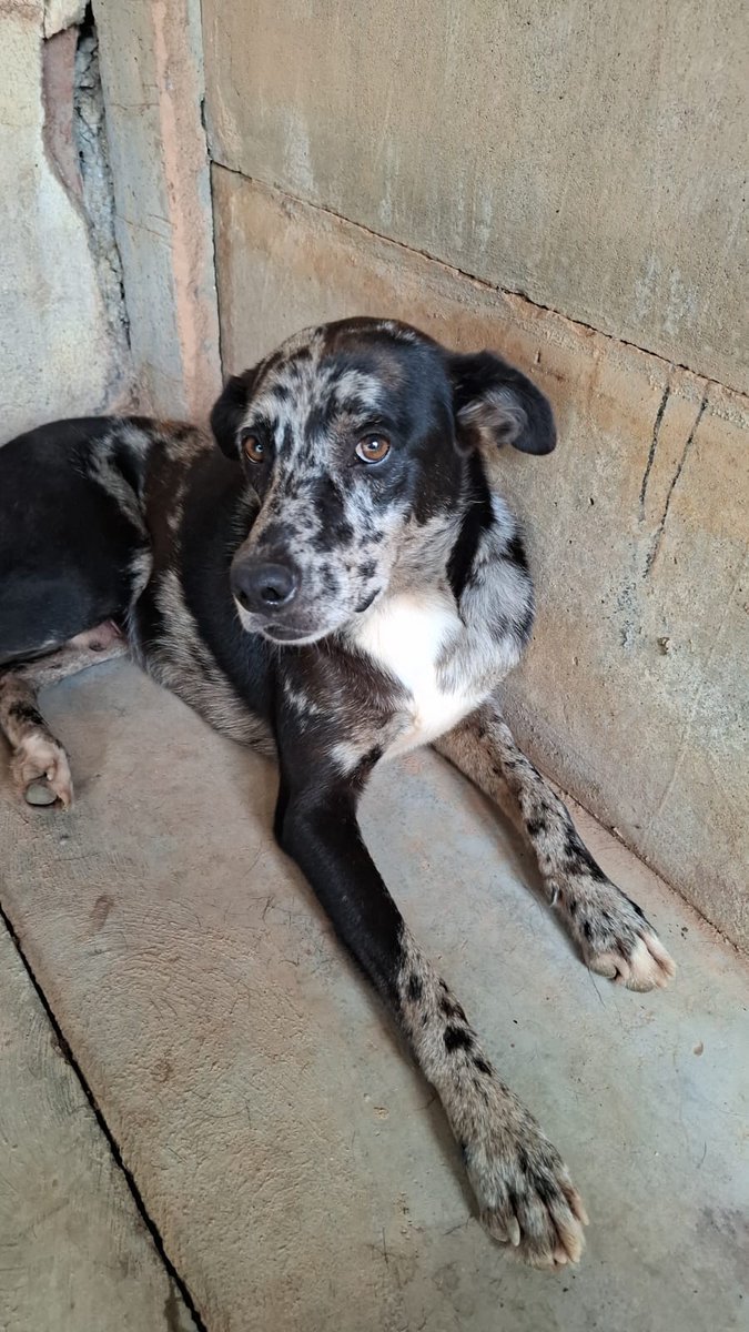 Amigos do Sonso tweet media