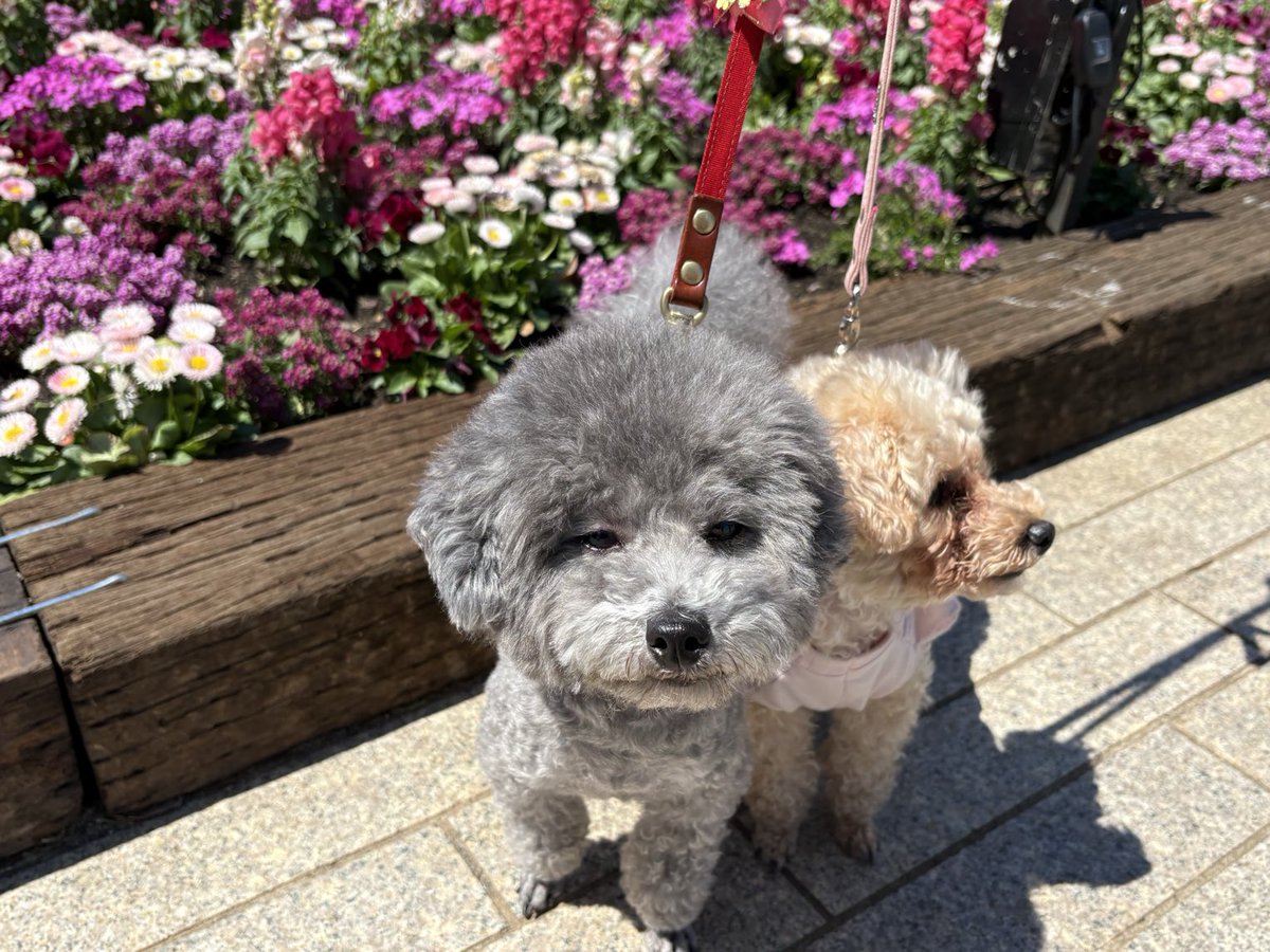 chocosuzoo's tweet photo. お散歩、昨日🌸 https://t.co/PJKZPiYYSd